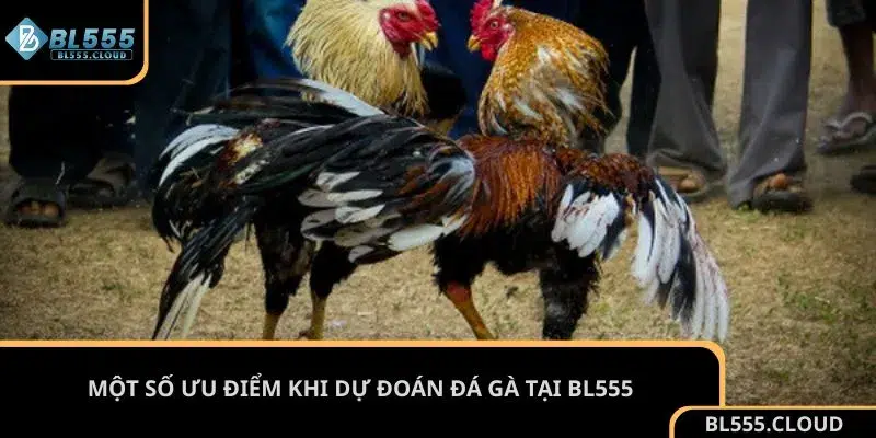 Một số ưu điểm khi dự đoán đá gà tại BL555