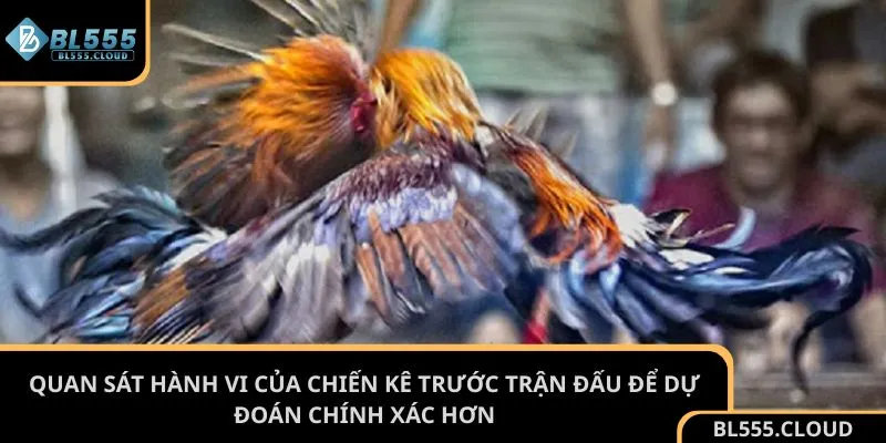Quan sát hành vi của chiến kê trước trận đấu để dự đoán chính xác hơn